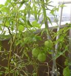 NbNŊg\ ( .jpg / 45.0KB )