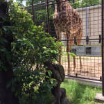 クリックで拡大表示 ( .jpg / 188.9KB )