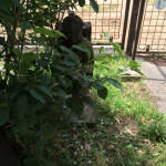 クリックで拡大表示 ( .jpg / 180.9KB )