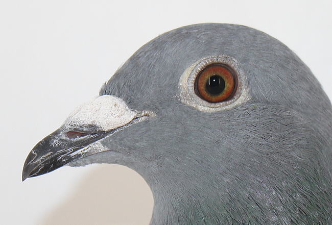 シュタイフ☆Woolen Pigeon 6㎝ オールIDs完品☆ぽんぽん鳩/ハト